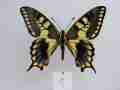 Papilio machaon (aberrant cold shock) 4 (Internet Image property of respective owner, non-commercial use only)